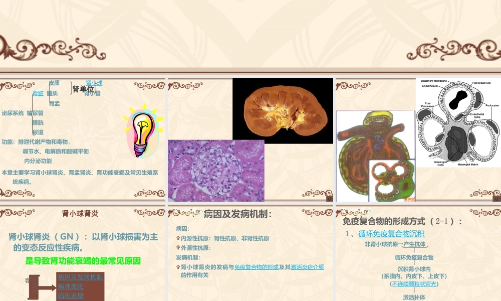 泌尿与生殖系统.ppt