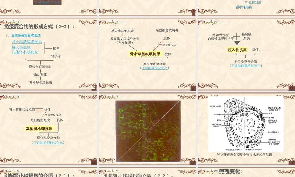 泌尿与生殖系统.ppt