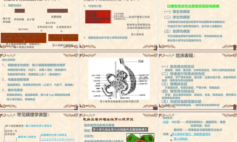 泌尿与生殖系统.ppt