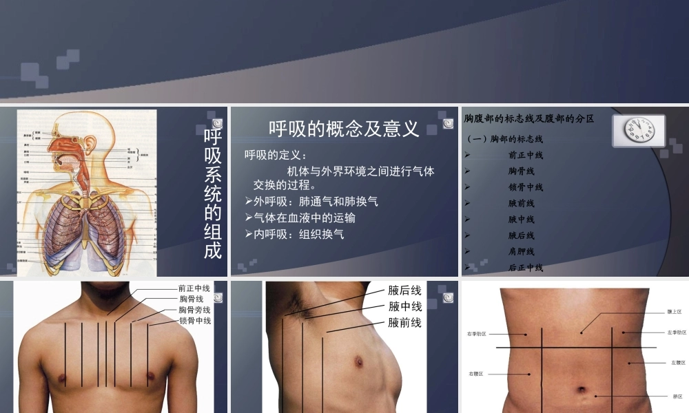 正常人体学-第六章-呼吸系统.ppt