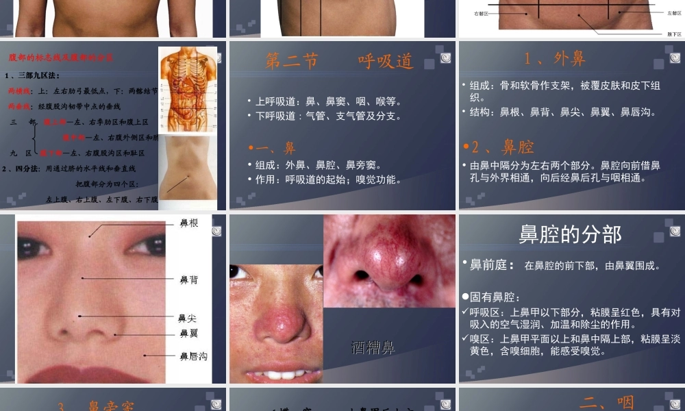 正常人体学-第六章-呼吸系统.ppt