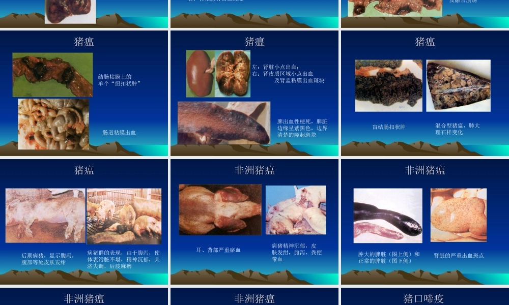 猪病图谱.ppt