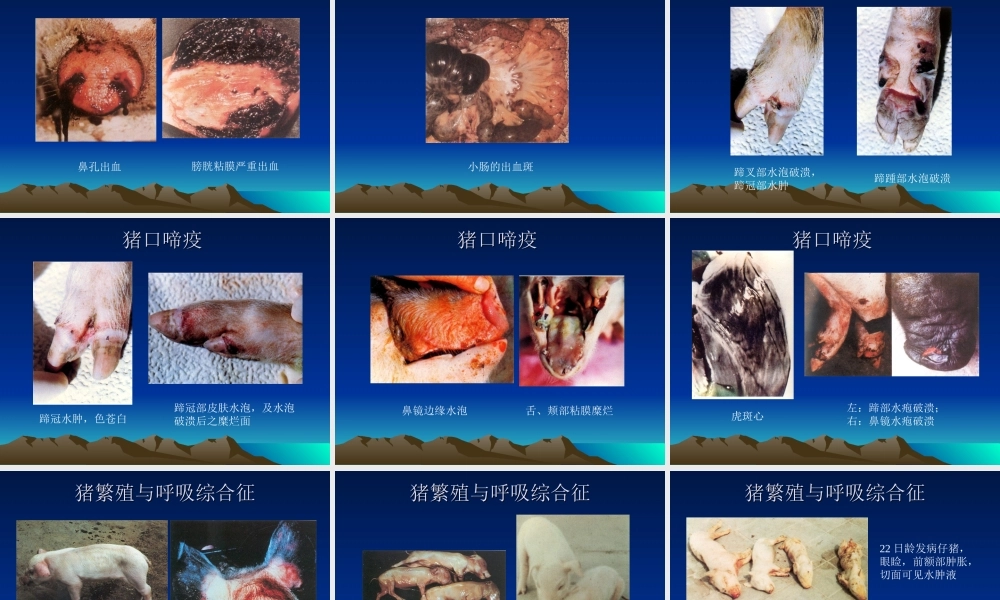 猪病图谱.ppt
