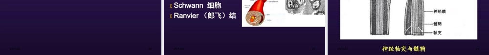 周围神经病变.ppt