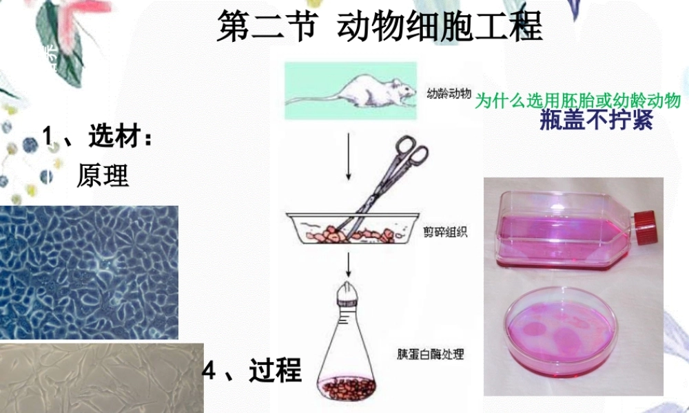 2023年动物细胞工程（教学课件）.ppt