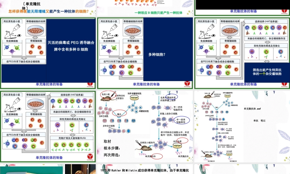 2023年动物细胞工程（教学课件）.ppt