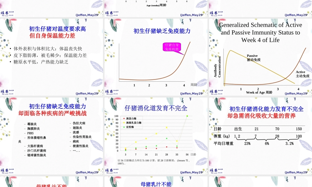 2023年乳猪及断奶仔猪饲养管理程序（教学课件）.ppt