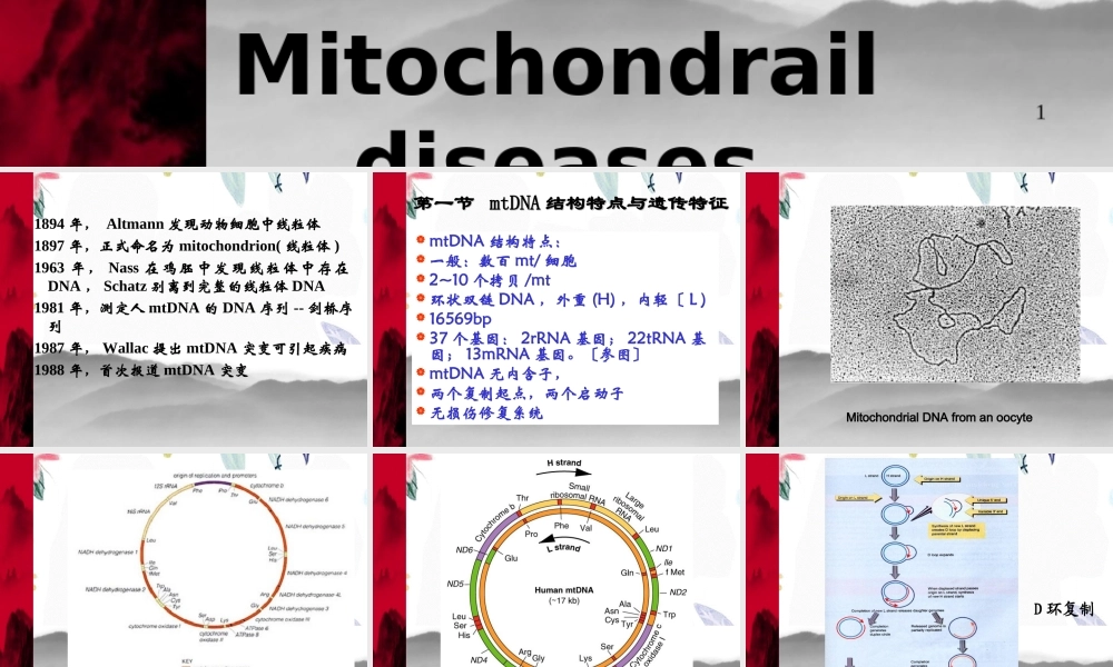 2023年线粒体遗传病1（教学课件）.ppt