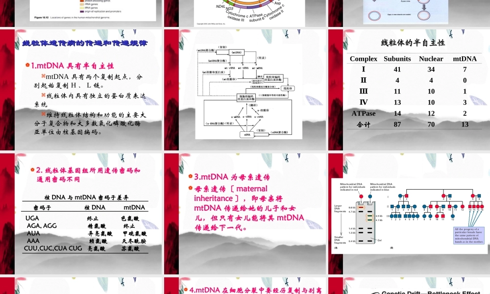 2023年线粒体遗传病1（教学课件）.ppt