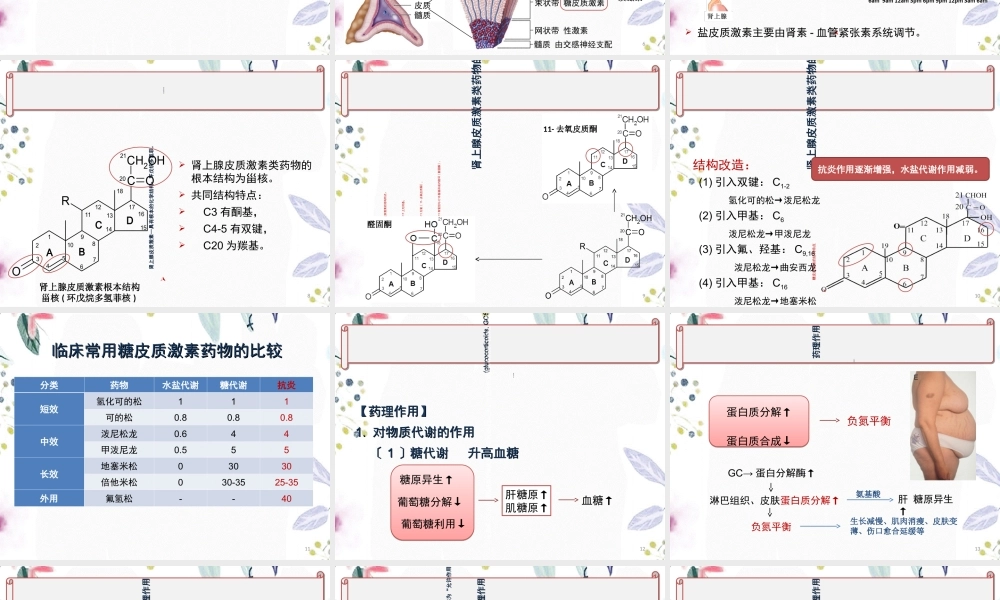 2023年肾上腺皮质激素类药物（教学课件）.ppt