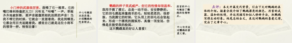 范文1：我的动物朋友——小鹦鹉.pptx