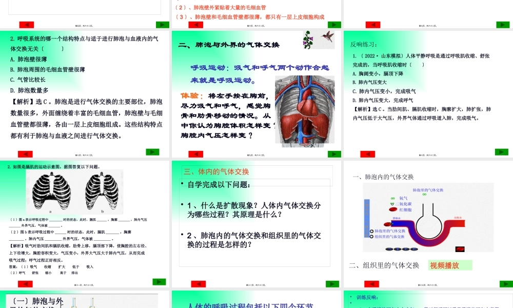 人体与外界的气体交换-济南板2012.2.26.pptx