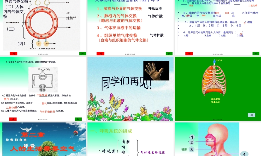 人体与外界的气体交换-济南板2012.2.26.pptx