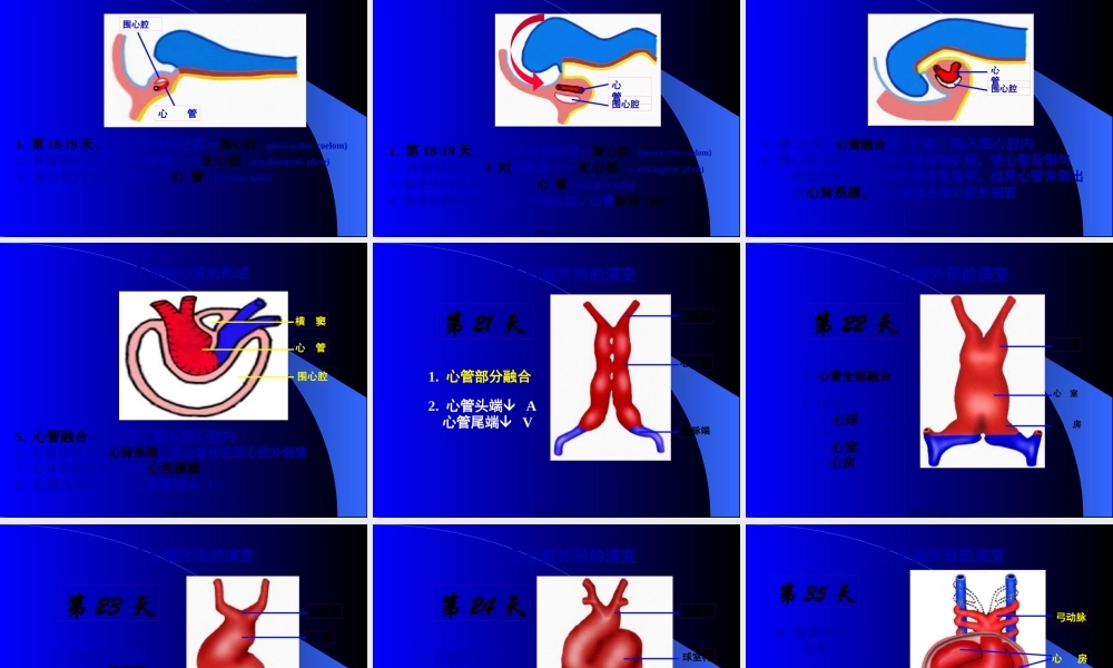 人体组织学和胚胎学(之心脏发生).pptx