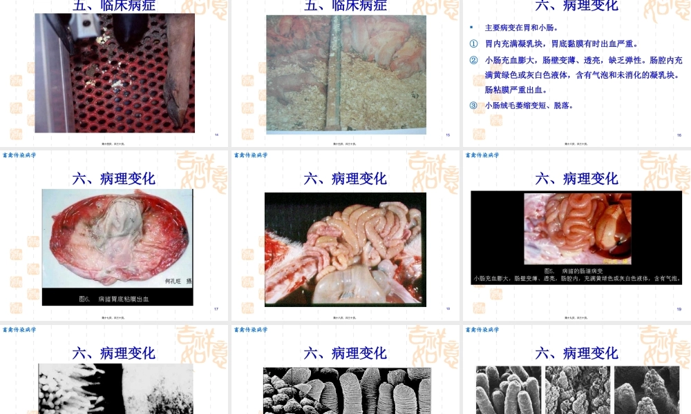 传染性胃肠炎..pptx