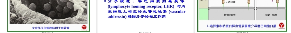 免疫学--白细胞分化抗原.pptx