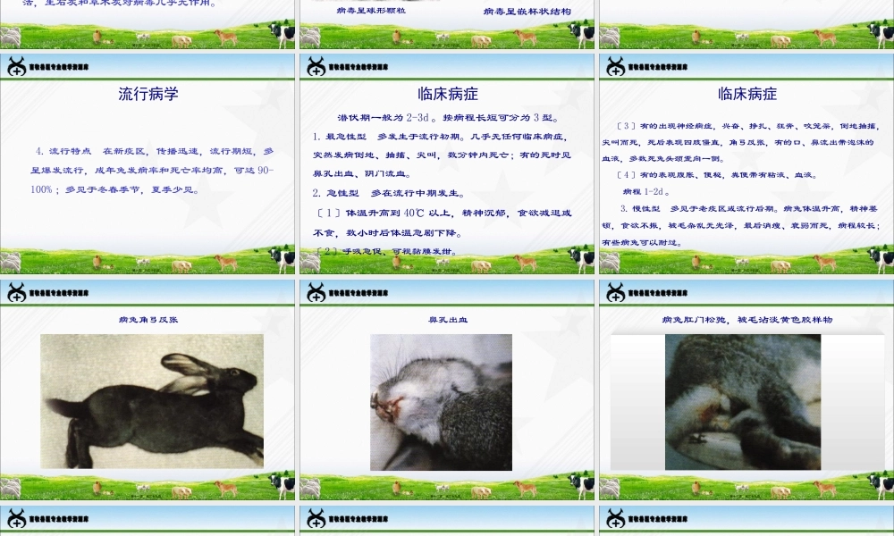 兔病防治-兔瘟..pptx