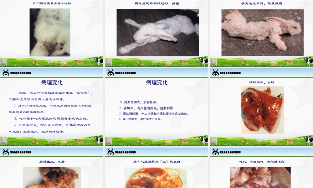 兔病防治-兔瘟..pptx