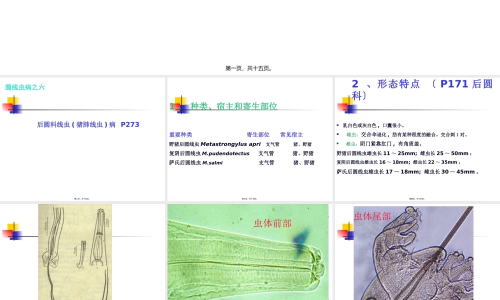 六-猪肺线虫病.pptx