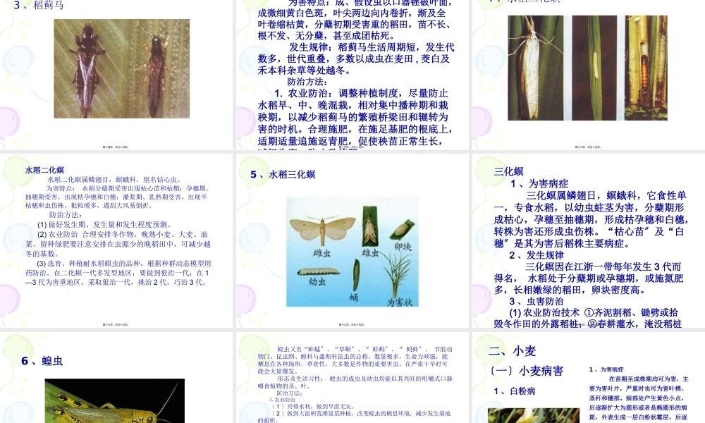 农作物病虫害图解.pptx