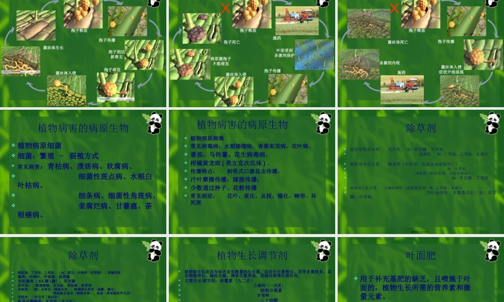 农药的分类.pptx