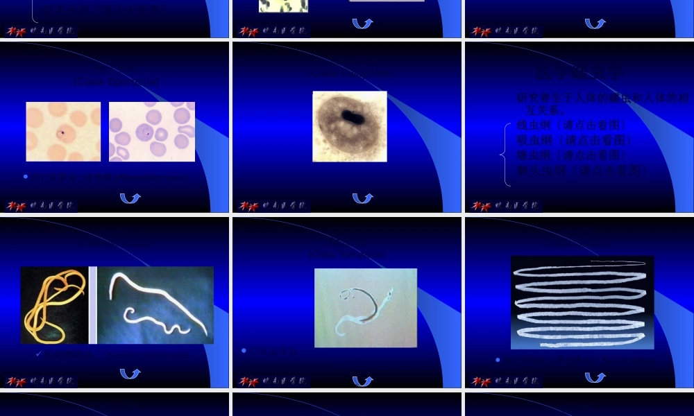 医用人体寄生虫学.pptx