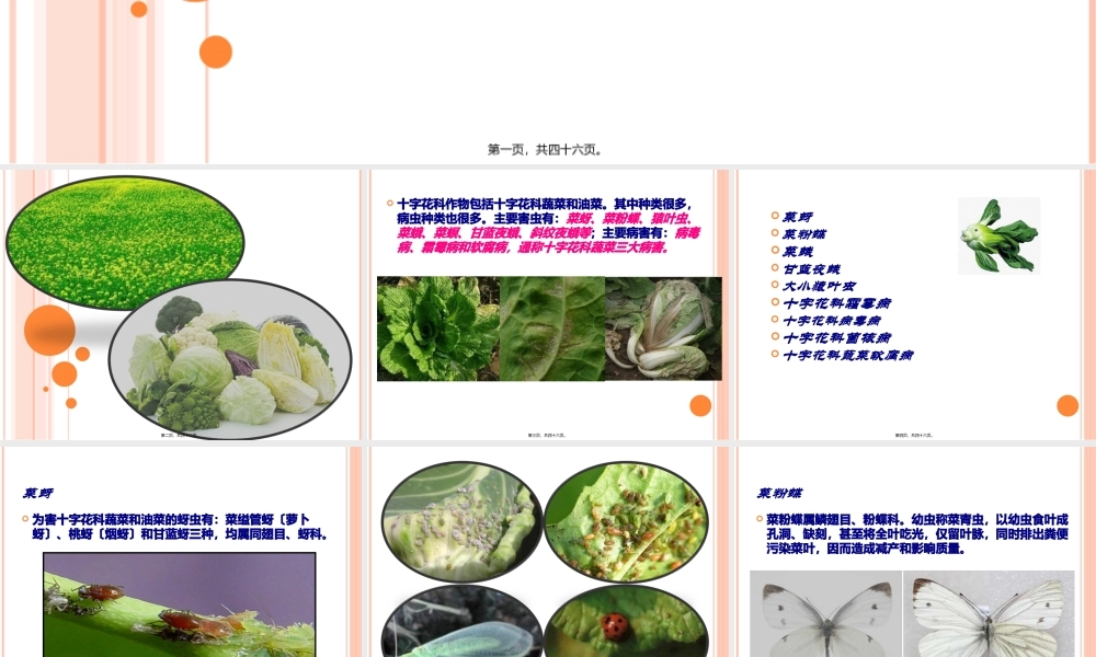 十字花科病虫害.pptx