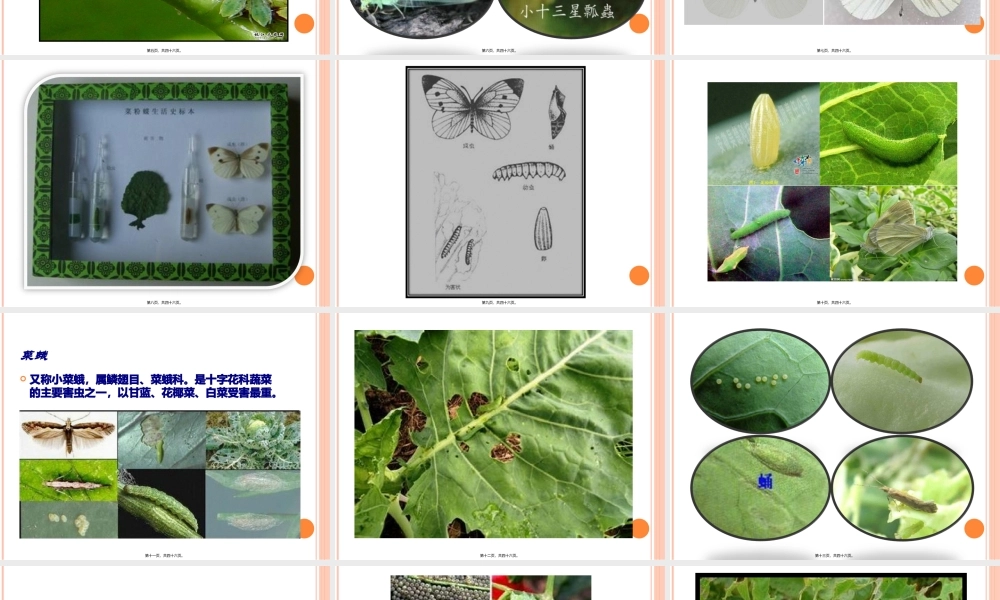 十字花科病虫害.pptx