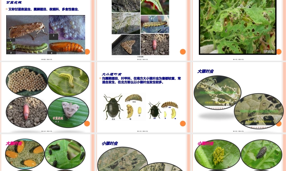 十字花科病虫害.pptx