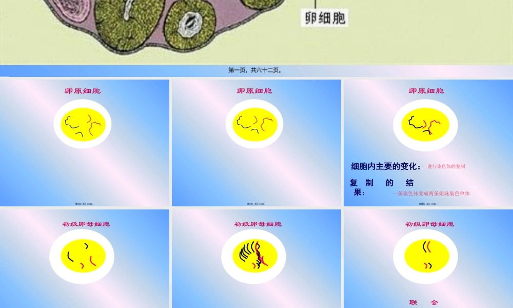 卵细胞的形成及受精作用.pptx