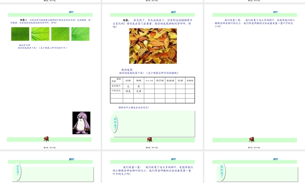 叶脉叶柄叶肉叶片连一连.pptx