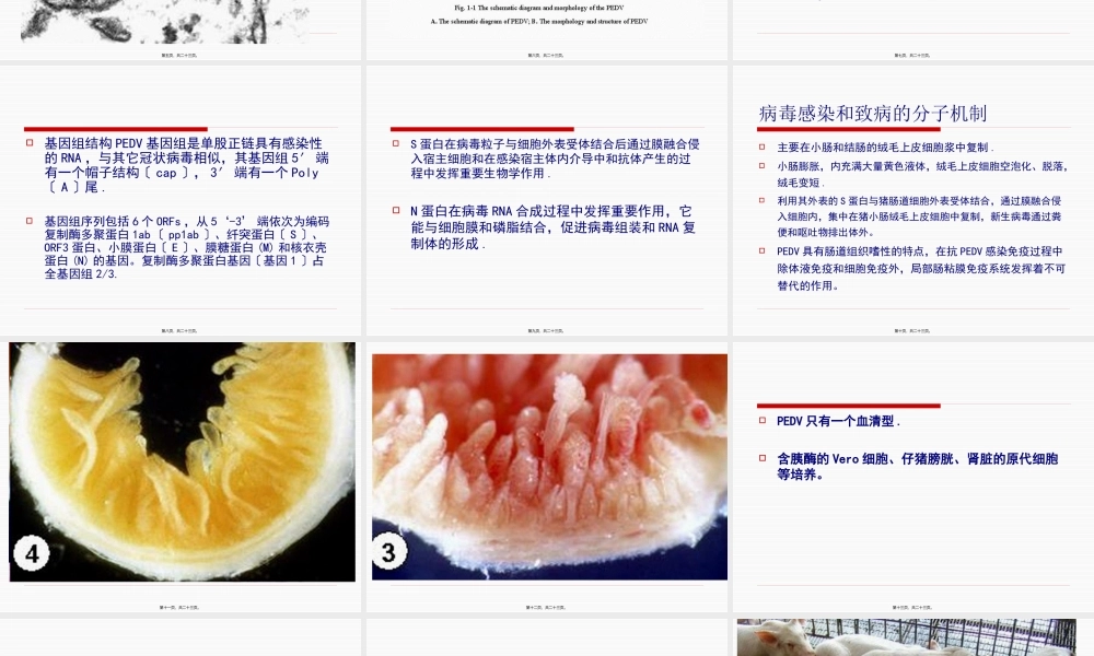 各论3猪流行性腹泻.pptx