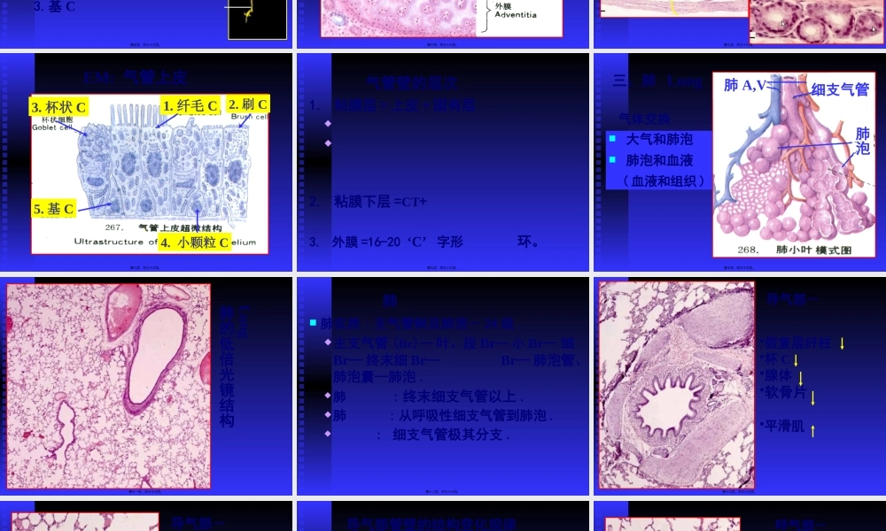 呼吸系统--组织学与胚胎学.pptx