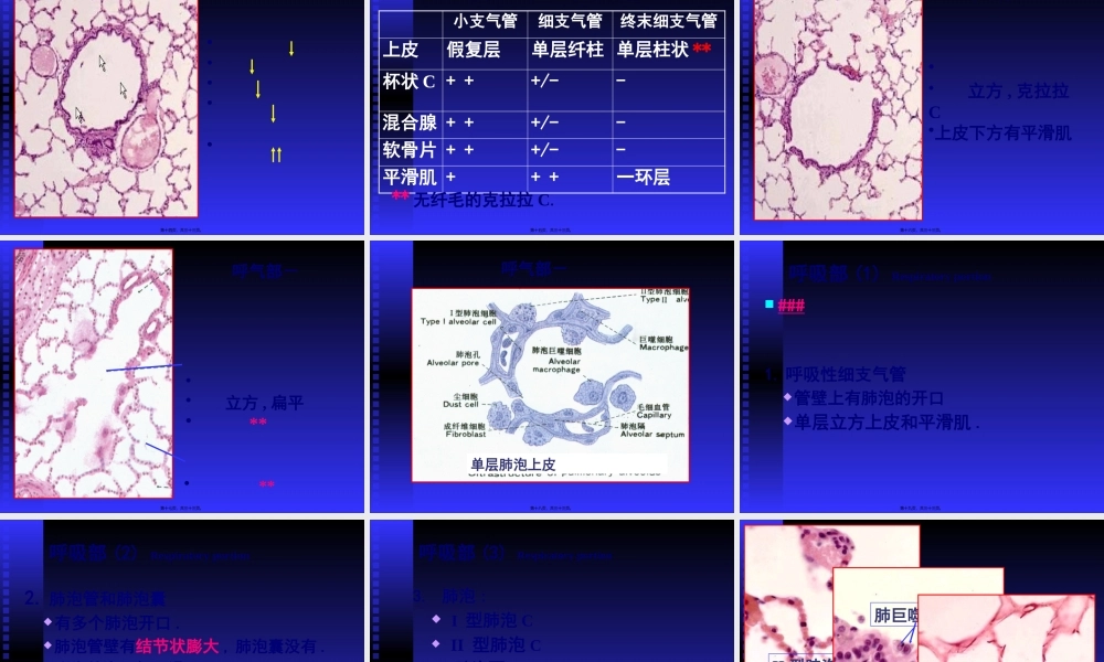 呼吸系统--组织学与胚胎学.pptx