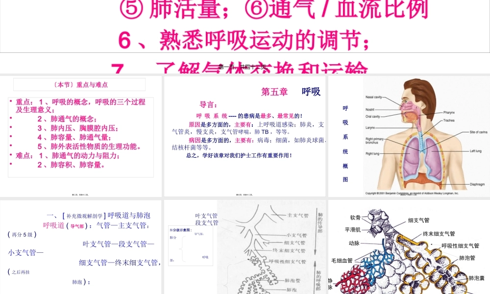 呼吸肺通气.pptx