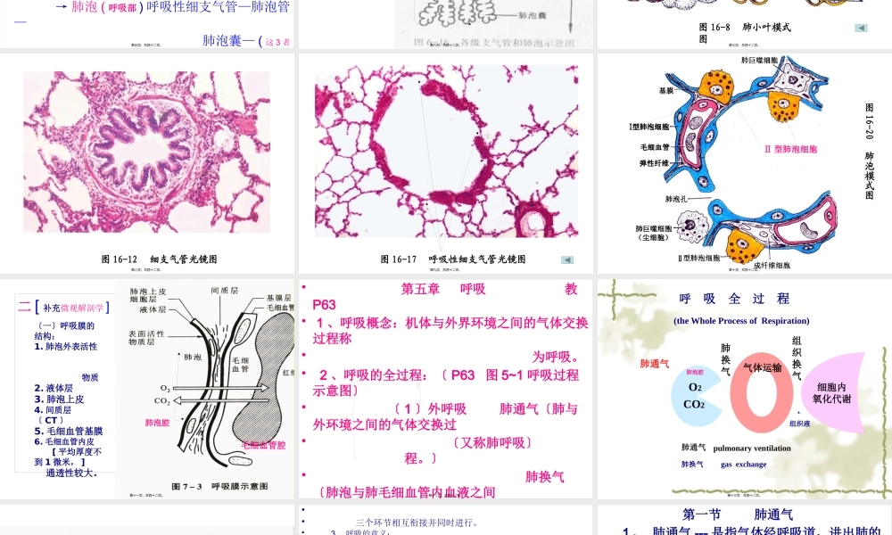 呼吸肺通气.pptx