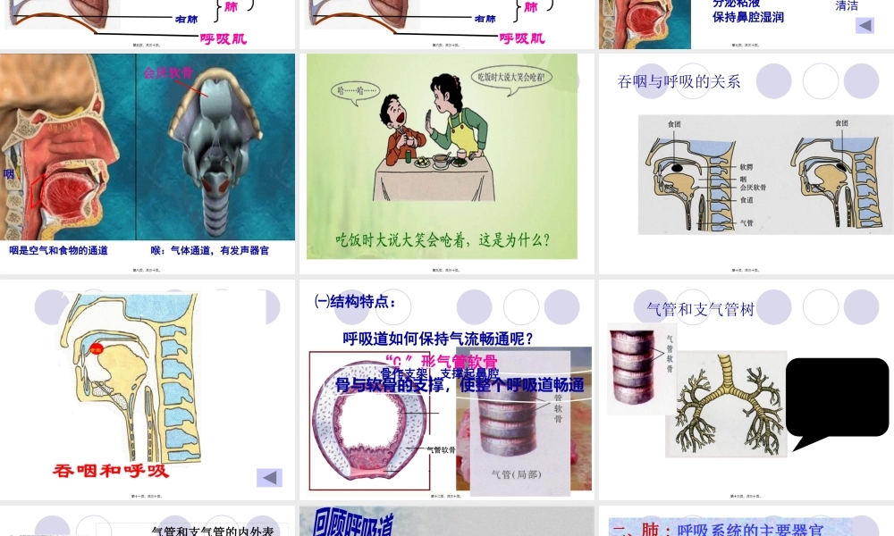 呼吸道和肺.pptx