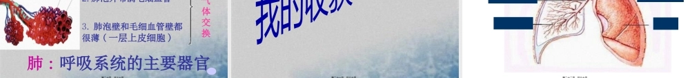 呼吸道和肺.pptx