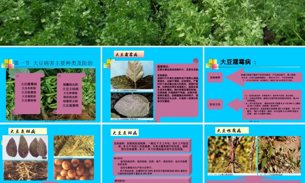 大豆主要病虫害防治.pptx