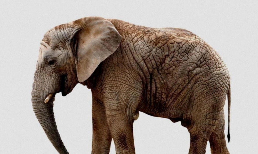 大象的耳朵-第一课时.pptx