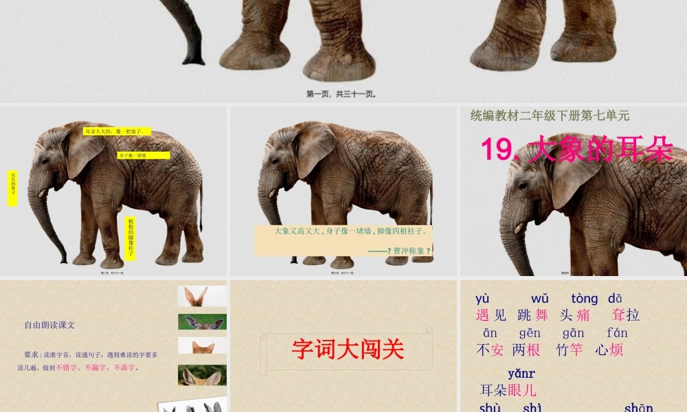 大象的耳朵-第一课时.pptx