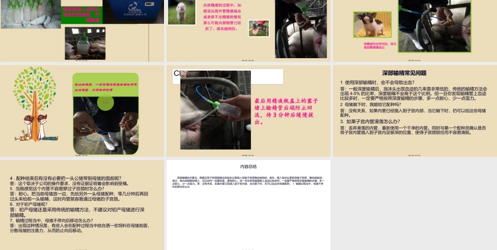 子宫深部输精new资料.pptx