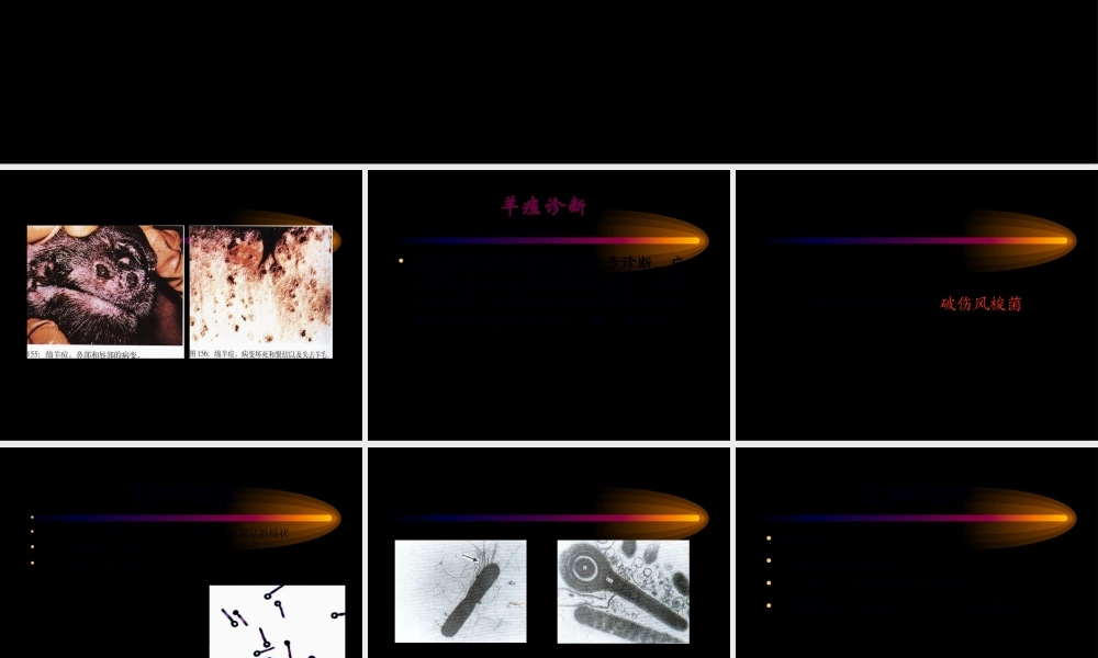动物检疫学3.2多种家畜共患病.pptx