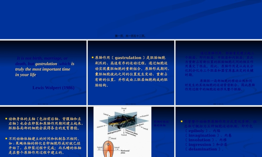 原肠作用及早期发育.pptx