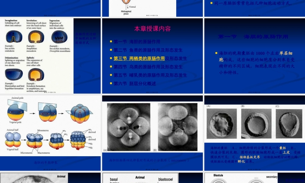 原肠作用及早期发育.pptx