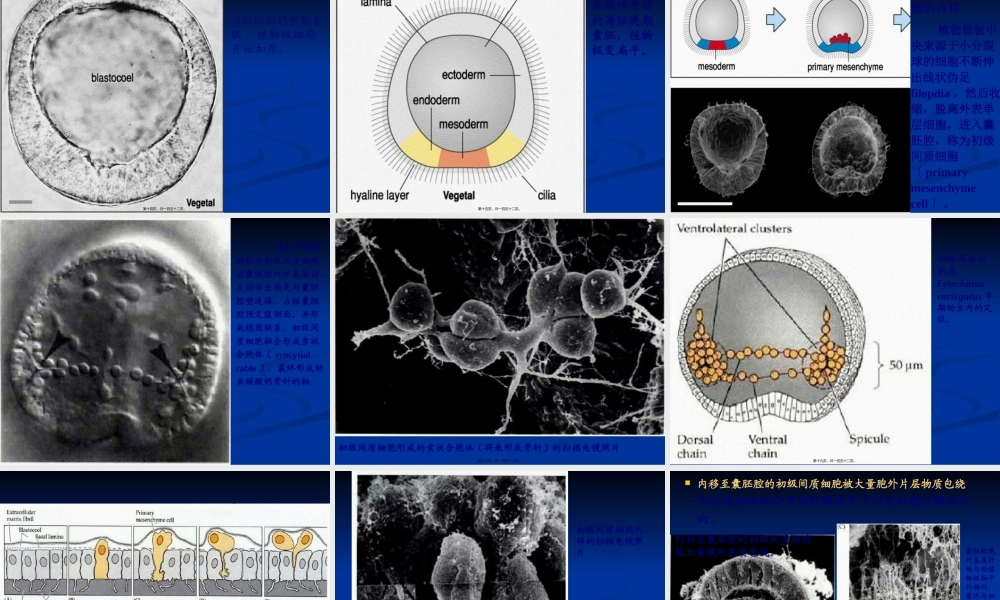 原肠作用及早期发育.pptx