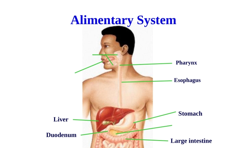 2022年医学专题—-3-消化管2(咽-肛管-双语版)(1).ppt