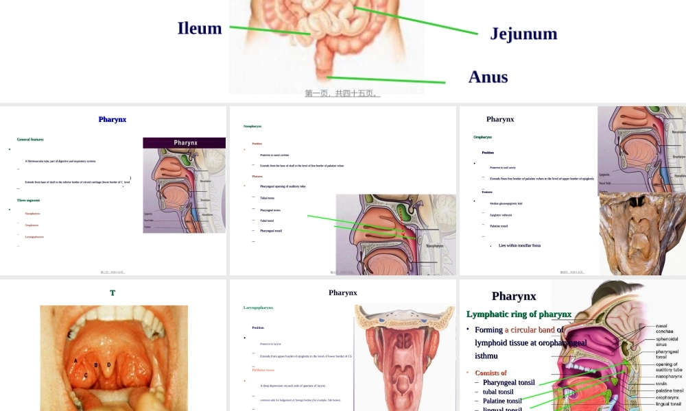 2022年医学专题—-3-消化管2(咽-肛管-双语版)(1).ppt