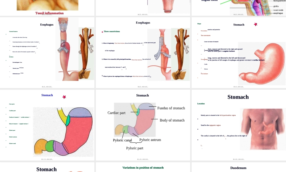 2022年医学专题—-3-消化管2(咽-肛管-双语版)(1).ppt