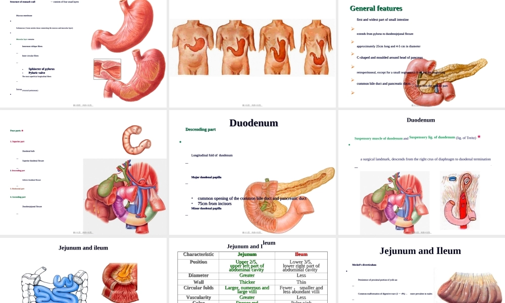2022年医学专题—-3-消化管2(咽-肛管-双语版)(1).ppt